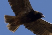 Black-breasted Buzzard (Hamirostra melanosternon)